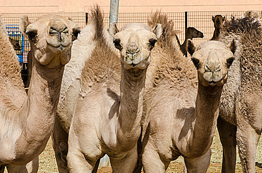 骆驼,市场,靠近,迪拜,阿联酋