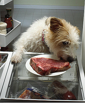 狗,站立,打开,电冰箱,舔,肉排,盘子