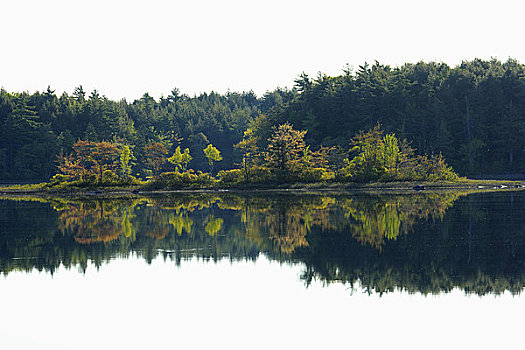反射,树,湖,新斯科舍省,加拿大