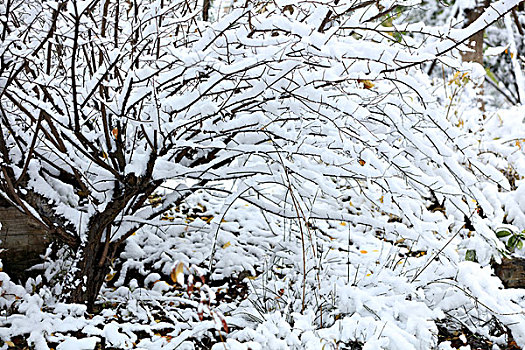 树木,积雪