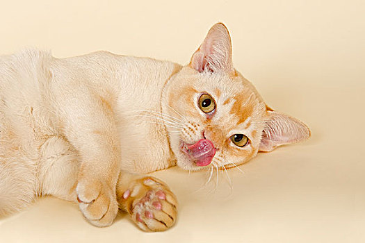 缅甸,猫,雄猫,9个月,乳白色,彩色