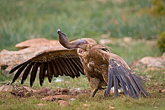 威胁,半狮半鹫的怪兽,秃鹰,比利牛斯山脉,西班牙,欧洲