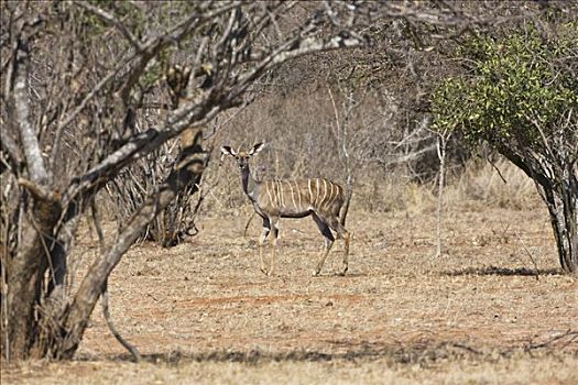 肯尼亚,查沃,东方,雌性,捻角羚,北方,东察沃国家公园