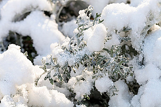 第一,雪,千里光属,植物