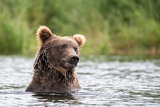 棕熊,水中,布鲁克斯河,卡特麦国家公园,阿拉斯加,美国,北美