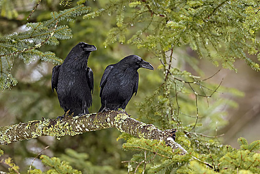 普通,大乌鸦,渡鸦,一对,坐在树上,朱拉,瑞士,欧洲