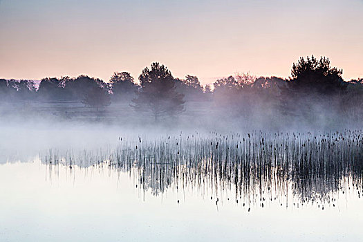 晨雾,湖,黎明,北莱茵威斯特伐利亚,德国