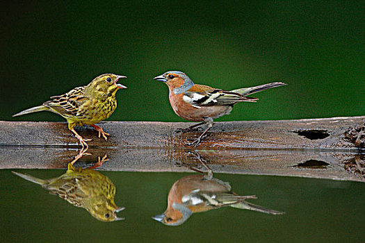 金翼啄木鸟,成年,女性,展示,强势,苍头燕雀,树林,水池,匈牙利,欧洲