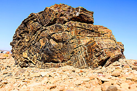 石化,树干,达马拉兰,区域,纳米比亚,非洲