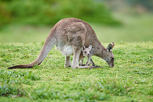 大灰袋鼠,灰袋鼠,成年,幼兽,草地,维多利亚,澳大利亚