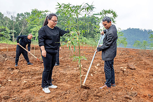 江西金溪,种植雷竹助振兴