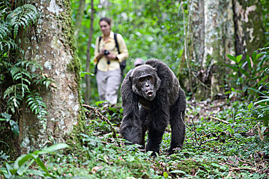 黑猩猩,类人猿,研究人员,跟随,男性,喘息,西部,乌干达
