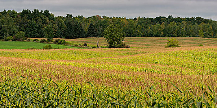 作物,农田,乡村,魁北克,加拿大