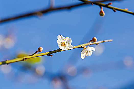 盛开的梅花