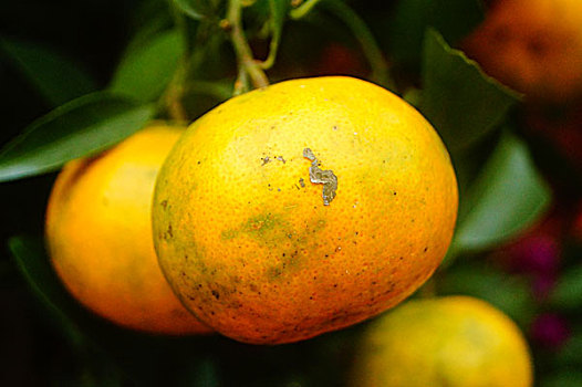 柑橘的特写