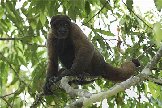 猴子,国家公园,哥伦比亚