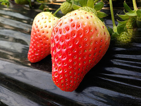 草莓,静物草莓