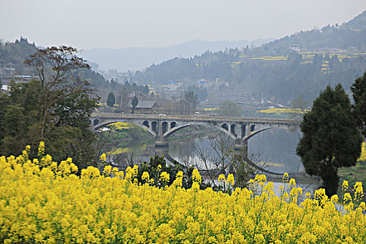 油菜花田