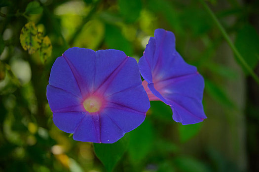 夏天的牵牛花