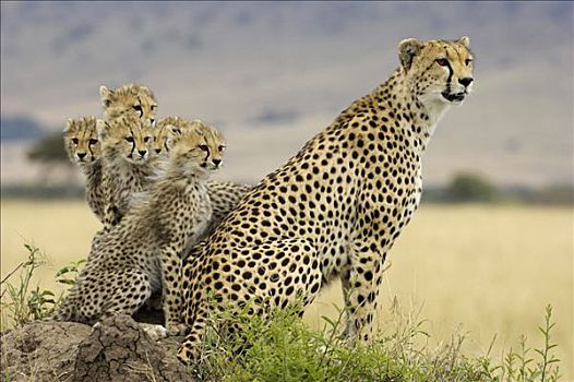 印度豹,猎豹,母亲,五个,幼兽,蚁丘,马赛马拉国家保护区,肯尼亚