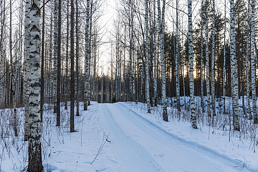 芬兰,街道,树林,桦树,冬天