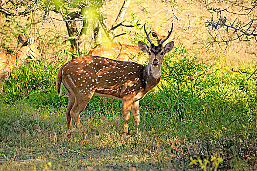 斯里兰卡人,轴,鹿,花鹿,成年,雄性,警惕,国家公园,斯里兰卡,亚洲