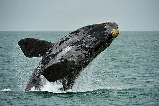 南露脊鲸,鲸跃,跳跃,室外,水,大西洋,纳米比亚,非洲
