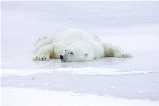 北极熊,休息,室外,冰,玩,北极