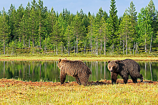 棕熊,幼兽,边缘,小,湖