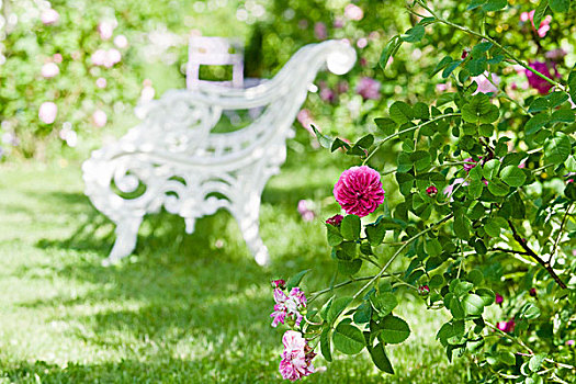 蔷薇,粉花,白色,园凳