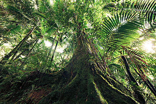 雨林,场景,大,古树,漂亮,晨光,国家公园,波多黎各,加勒比岛屿