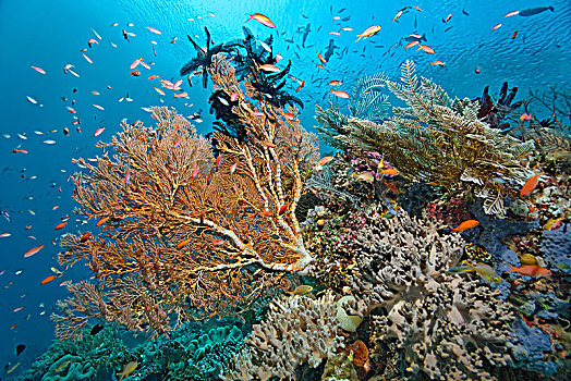 巨大,海扇,黑色,卷心菜,珊瑚,珊瑚礁,遮盖,四王群岛,群岛,巴布亚岛,西新几内亚,太平洋,印度尼西亚,亚洲
