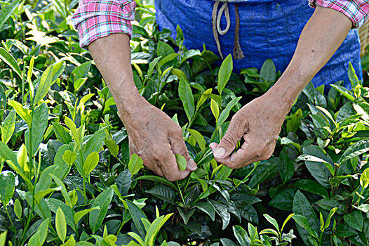 海南白沙绿茶采茶的茶农