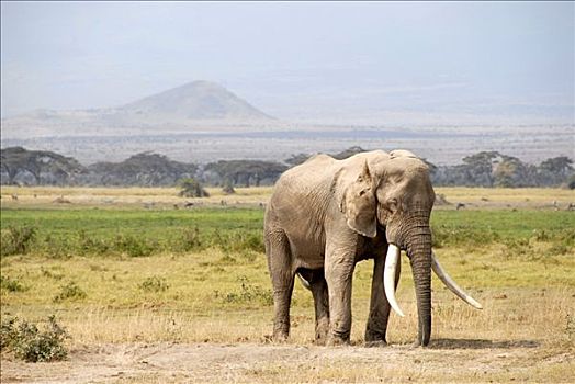大,大象,獠牙,安伯塞利国家公园,肯尼亚