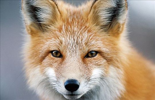特写,红狐,脸,德纳里峰国家公园,室内,阿拉斯加,夏天