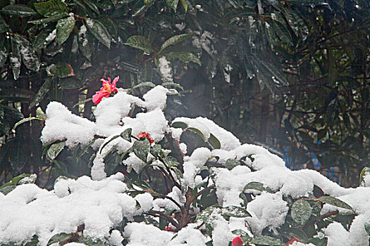 茶花,山茶花,红花,雨雪,娇艳,植物,花卉