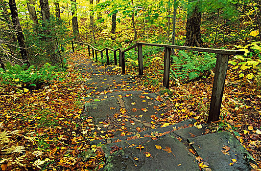 石头,楼梯,树林,新斯科舍省,加拿大