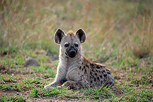 斑点,鬣狗,幼兽,休息,克鲁格国家公园,南非,非洲