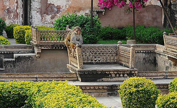 猿,邦迪,宫殿
