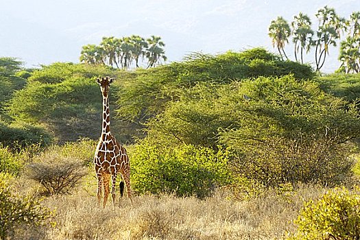 网纹长颈鹿,长颈鹿,国家公园,肯尼亚
