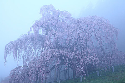 樱桃树,雾