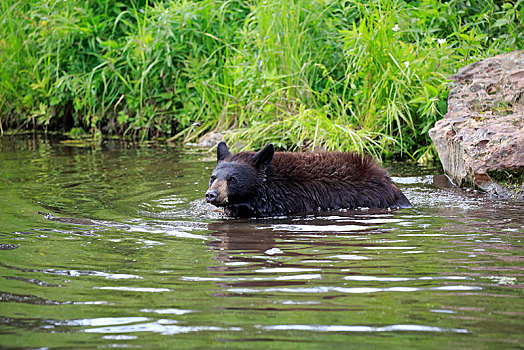 美洲黑熊,小动物,水中,松树,明尼苏达,美国,北美