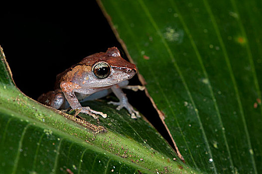 盗窃,青蛙,国家公园,亚马逊雨林,厄瓜多尔,南美