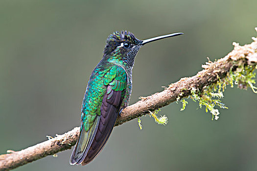 华美,蜂鸟,尤金,栖息,树枝,雄性,国家公园,哥斯达黎加,北美