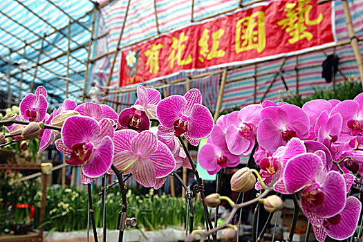 春节,花市,铜锣湾,香港
