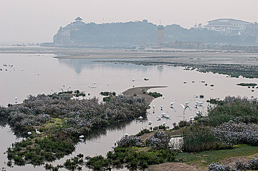 北戴河鸽子窝湿地白鹭