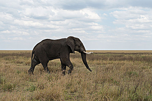 非洲大象059