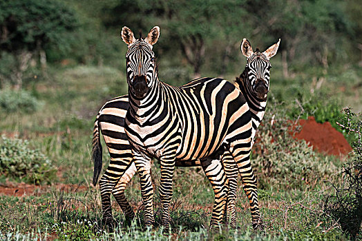 头像,两个,普通,斑马,马,绿色,大草原,查沃,肯尼亚