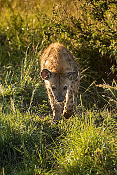 斑鬣狗,伊丽莎白女王国家公园,乌干达,非洲