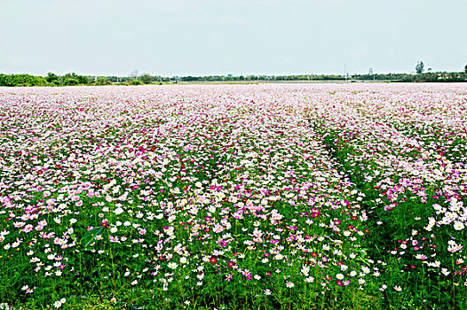 格桑花